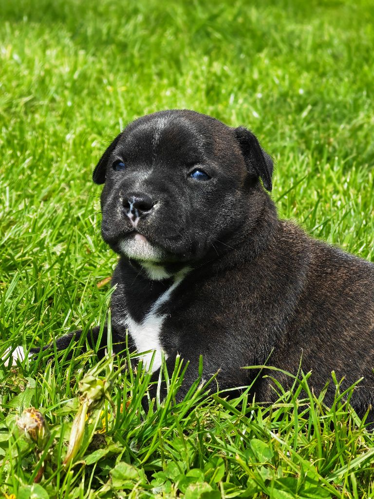 Vivien Bracq - Chiot disponible  - Staffordshire Bull Terrier