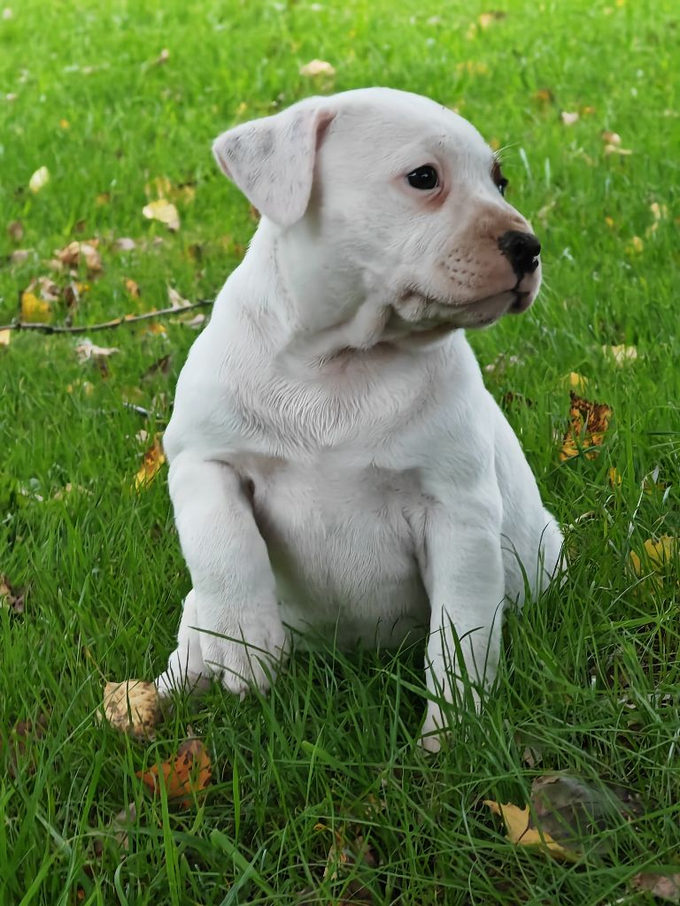 Vivien Bracq - Chiot disponible  - Staffordshire Bull Terrier