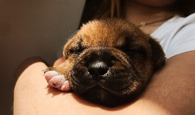 Vivien Bracq - Staffordshire Bull Terrier - Portée née le 06/05/2023