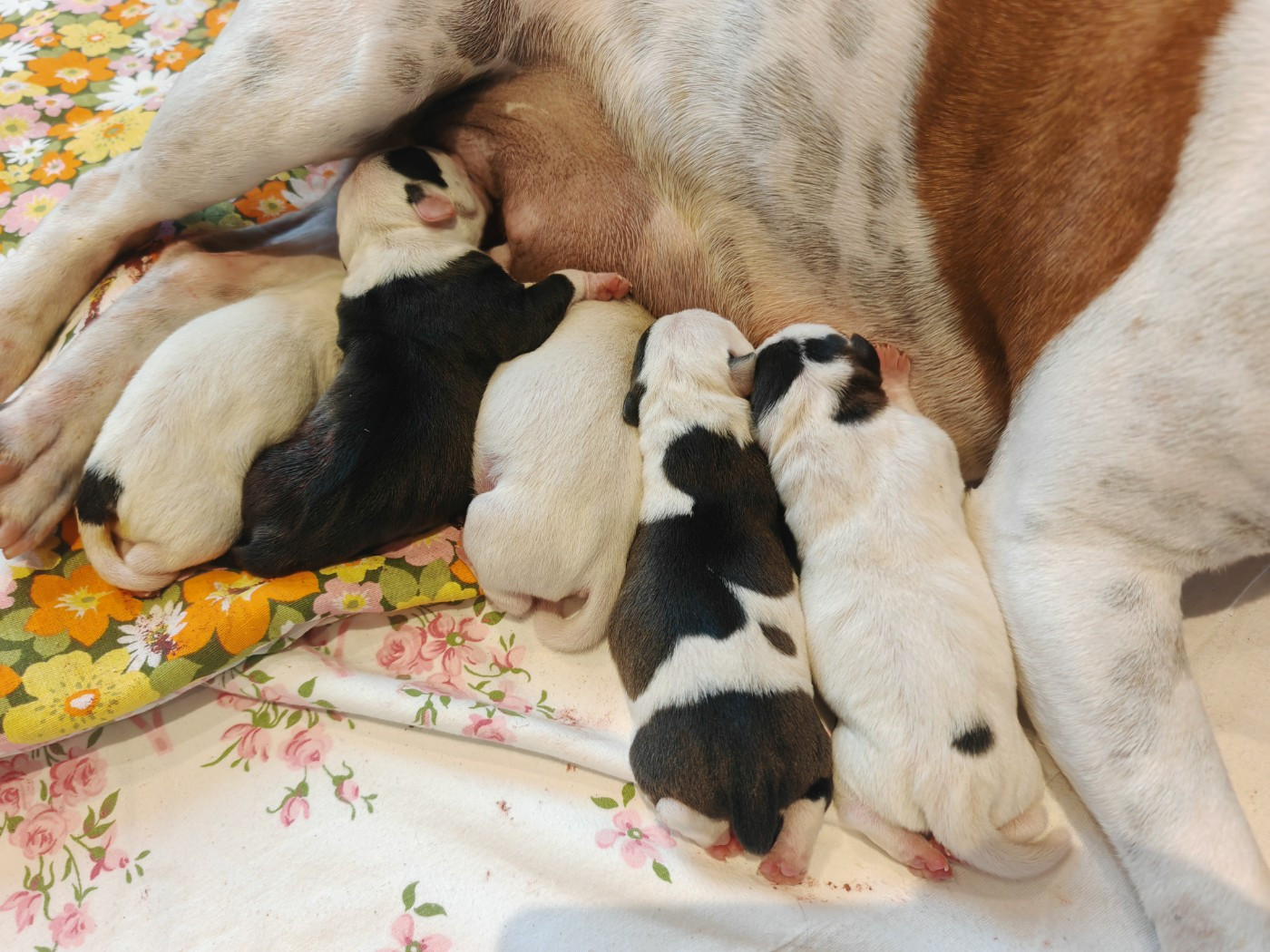 Vivien Bracq - Staffordshire Bull Terrier - Portée née le 10/01/2026
