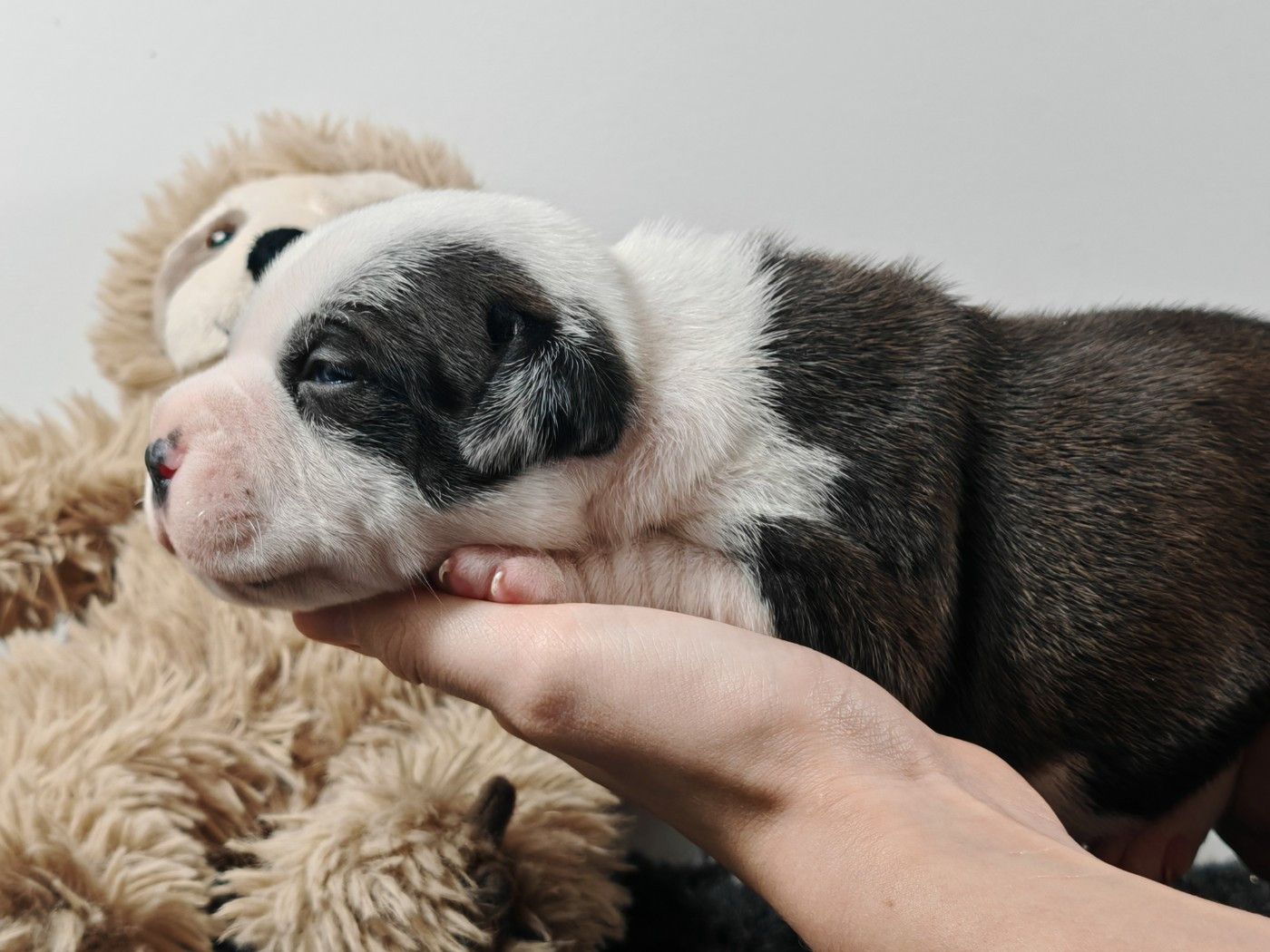 Vivien Bracq - Chiots disponibles - Staffordshire Bull Terrier