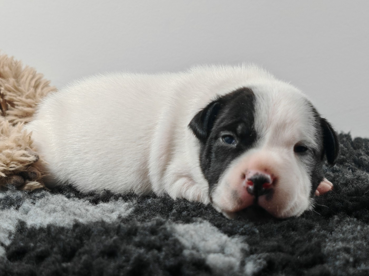 Vivien Bracq - Chiots disponibles - Staffordshire Bull Terrier