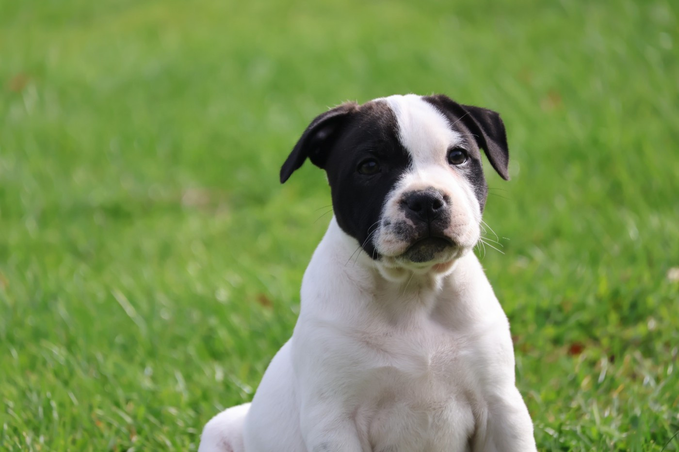 Vivien Bracq - Chiots disponibles - Staffordshire Bull Terrier