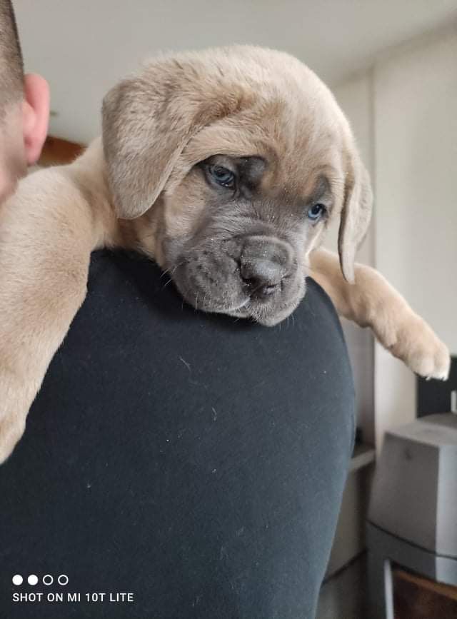 Vivien Bracq - Cane Corso - Portée née le 19/11/2021